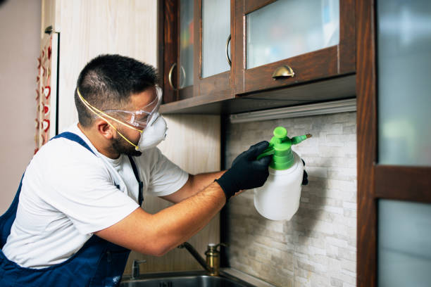 Best Wasp Removal Services  in Bloomingdale, IL