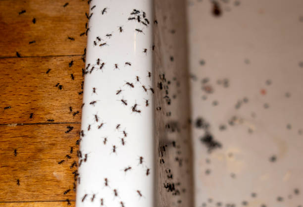 Best Emergency Pest Control  in Bloomingdale, IL